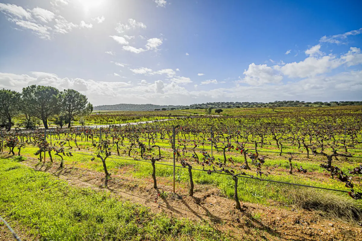 Imagem de contexto do artigo Ministro defende "travão" nos apoios às vinhas. Confederação discorda e lembra que agricultores precisam de ajuda