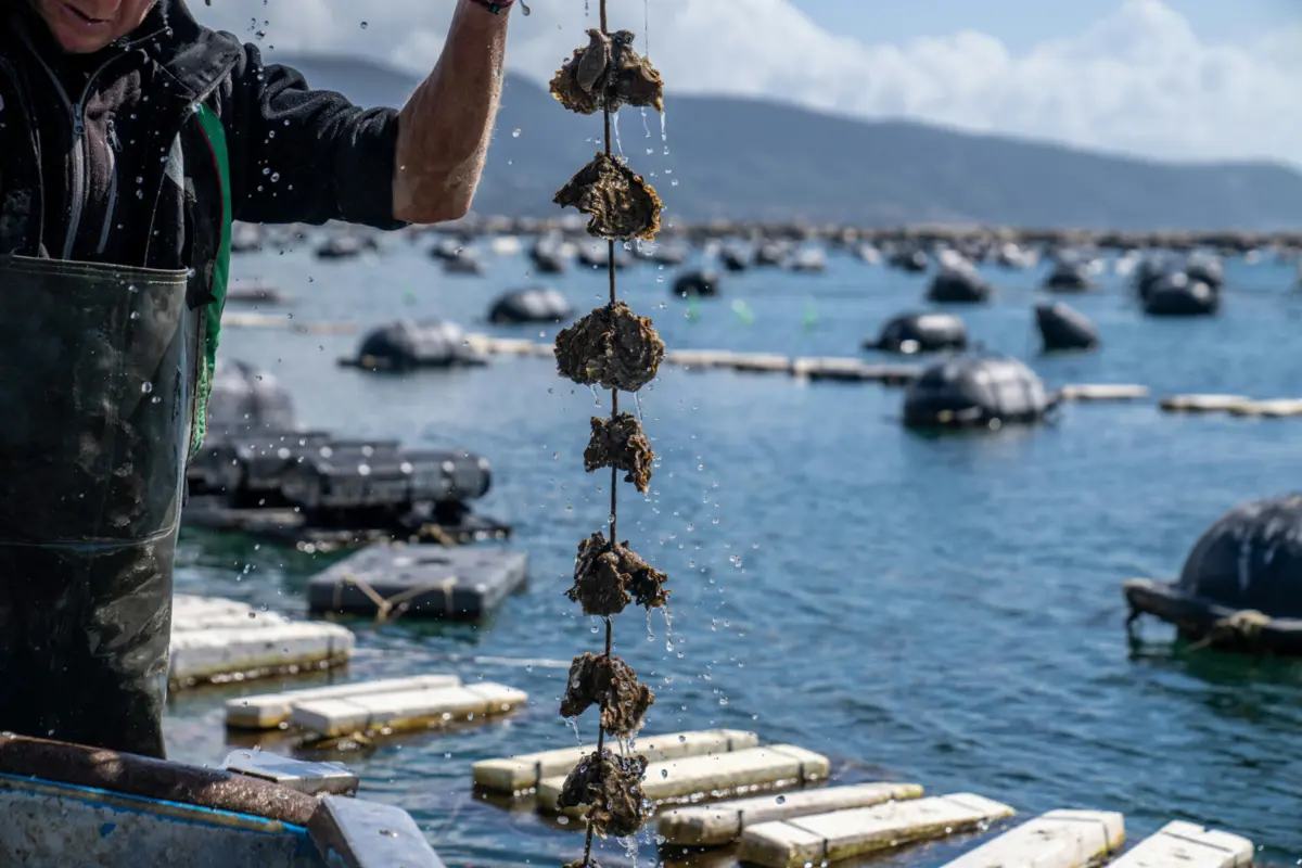 No total, foram apreendidas 30 toneladas de moluscos e seis de meixão, cujo valor no mercado ascenderia a 10 milhões de euros