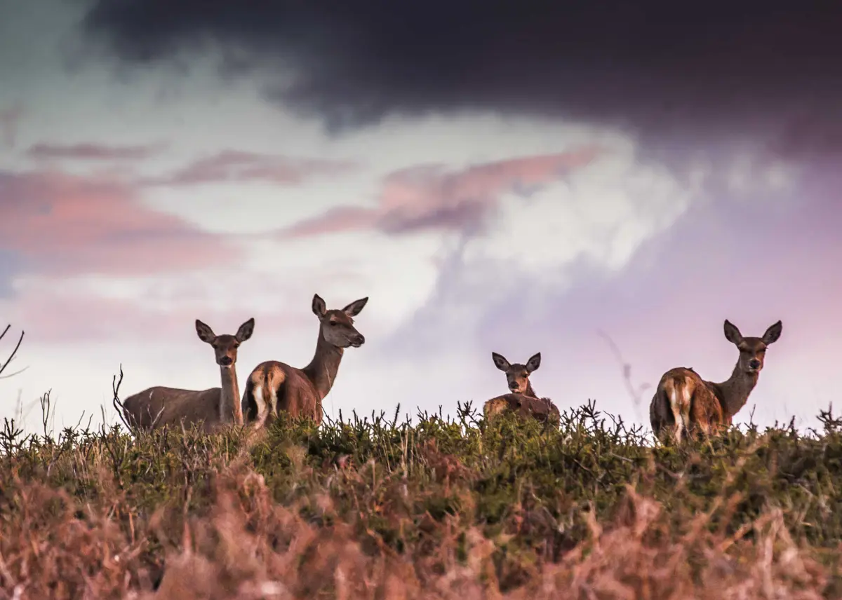 A Quinta do Pisão, em Alcabideche, recebe cerca de 120 mil visitantes por ano