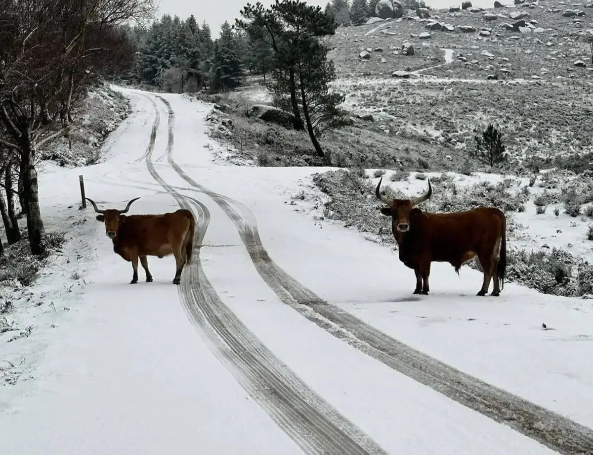 Imagem de contexto do artigo Queda de neve: Proteção Civil avisa para isolamento de aldeias e lugares no Norte do país