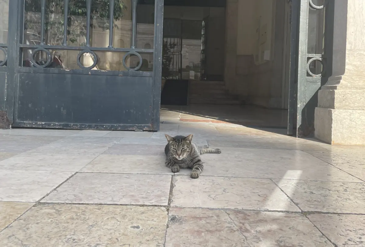 Imagem de contexto do artigo PAN quer registar gatos parlamentares: "Não faz sentido que o legislador não registe a sua própria colónia"