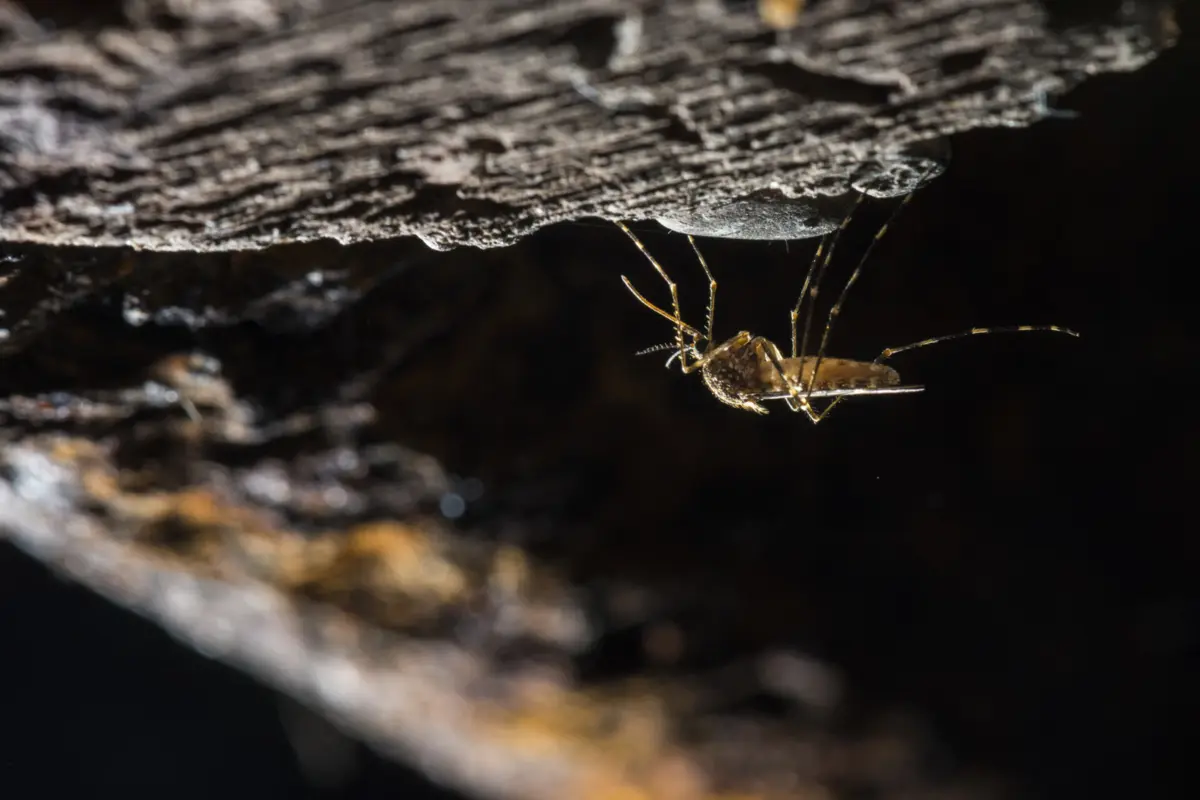 Imagem de contexto do artigo Islândia era um dos únicos lugares no mundo sem mosquitos, mas isso acaba de mudar pela primeira vez