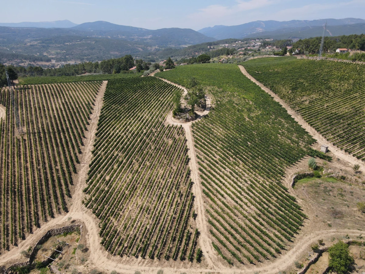Imagem de contexto do artigo Vinhos de Trás-os-Montes em prova no Porto