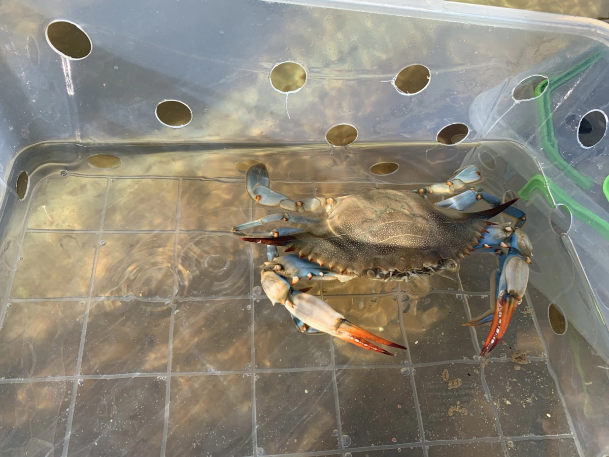 Imagem de contexto do artigo Invasor caranguejo azul pode tornar-se um inimigo da produção de amêijoas na Ria Formosa