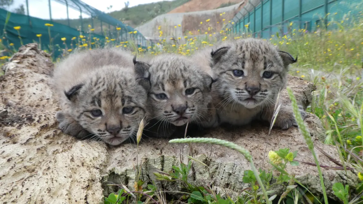 Imagem de contexto do artigo Procuram-se voluntários para acompanhar crias de lince ibérico "em fase muito engraçada". Veja as imagens