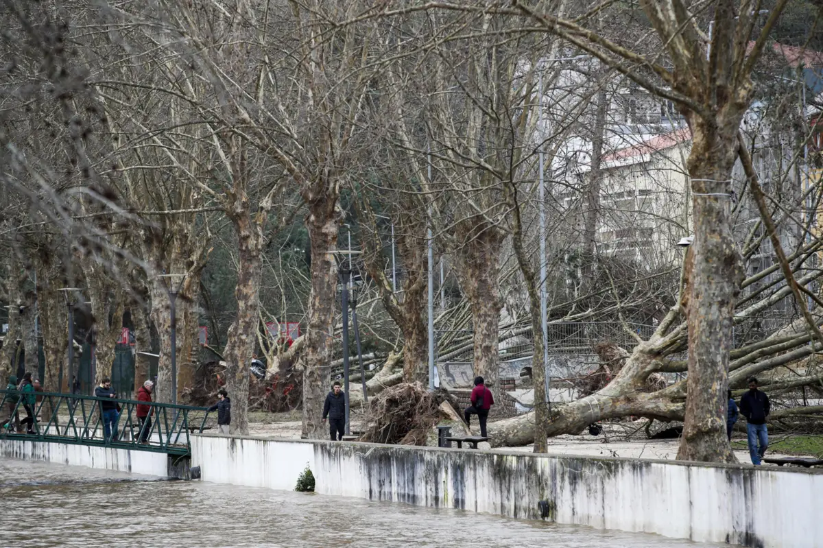 Várias árvores caíram no parque do Avião, em Leiria, depois da passagem da depressão Kristin