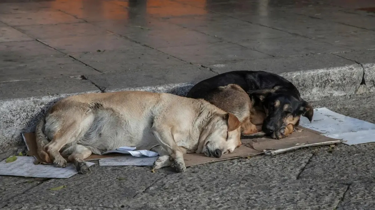 Imagem de contexto do artigo Dia Mundial do Animal: "número de errantes sempre foi muito elevado" em Portugal e representa "risco para a saúde pública"
