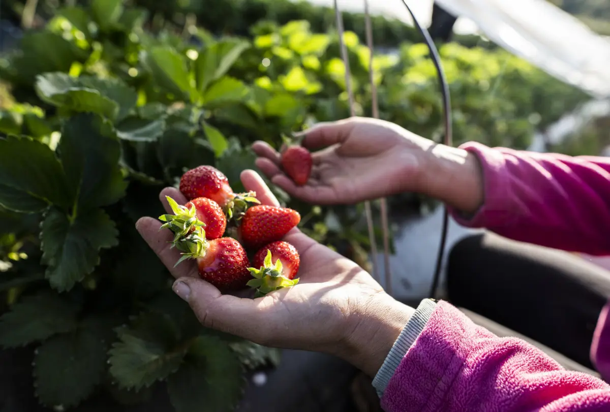 Imagem de contexto do artigo Temporal destrói estufas de morangos e tomates, agricultores com perdas significativas
