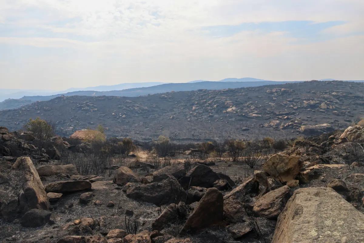 Imagem de contexto do artigo "Portugal Sem Chamas", a plataforma solidária para ajudar vítimas dos incêndios