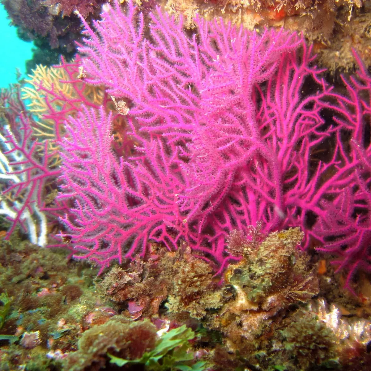 Os corais em Portugal também são vulneráveis