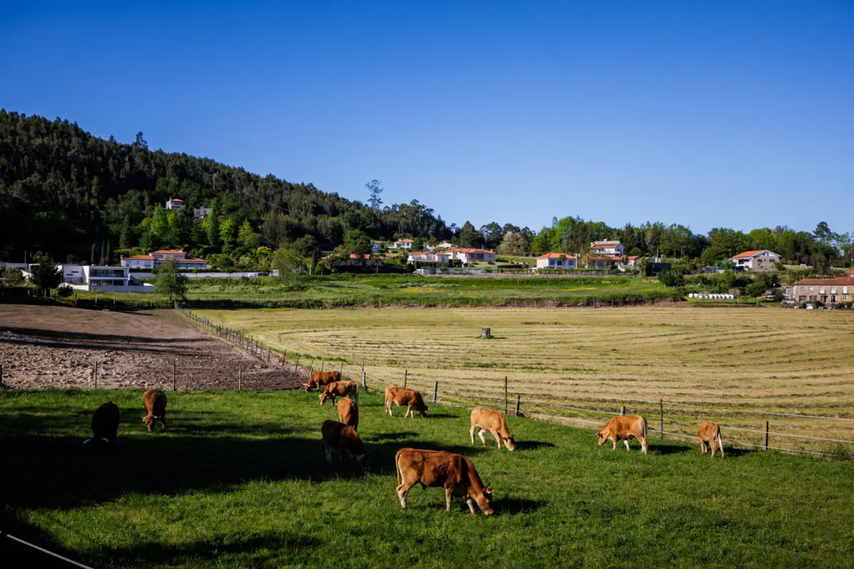 A empresa pretende ter o sistema operacional em 2026