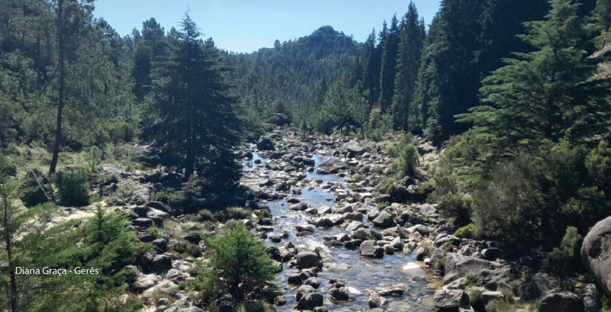 Imagem de contexto do artigo Lidl e WWF Portugal preservam e restauram a natureza