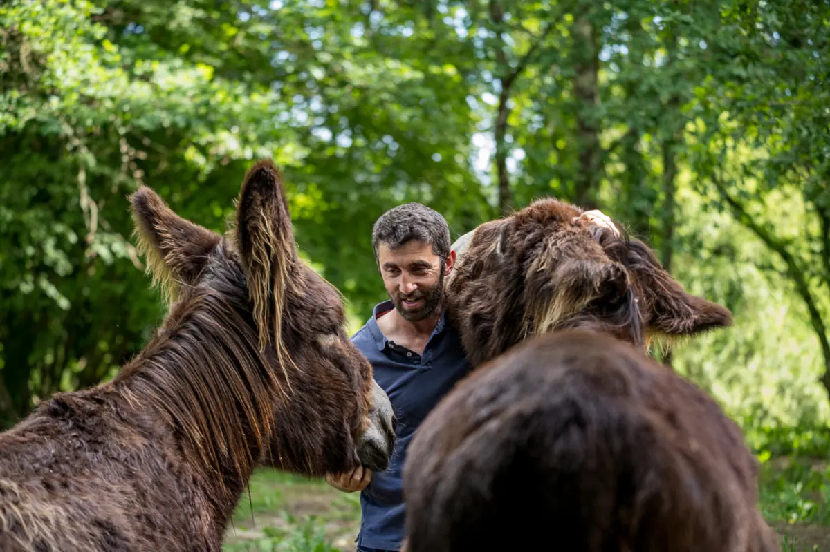 Imagem de contexto do artigo Reportagem TSF. Medicina tradicional chinesa sacrifica “cinco a seis milhões” de burros por ano