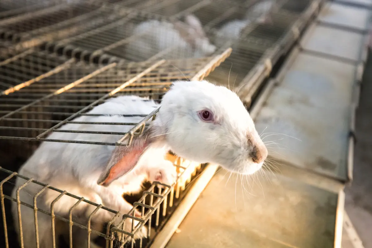 Imagem de contexto do artigo Incêndio em pavilhão mata 3500 coelhos em Leiria
