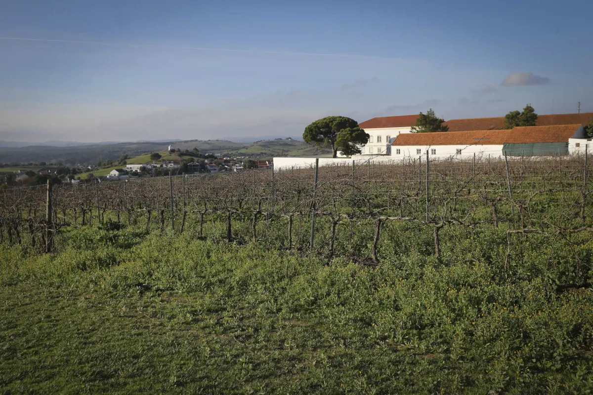 Imagem de contexto do artigo "UE tem responsabilidades." Eurodeputado defende revisão de Política Agrícola Comum