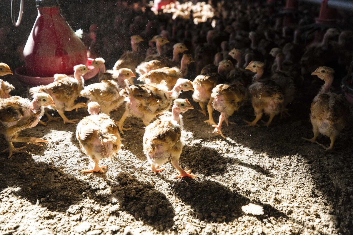 Há ainda uma grande parte da população mundial para quem comer carne é um luxo