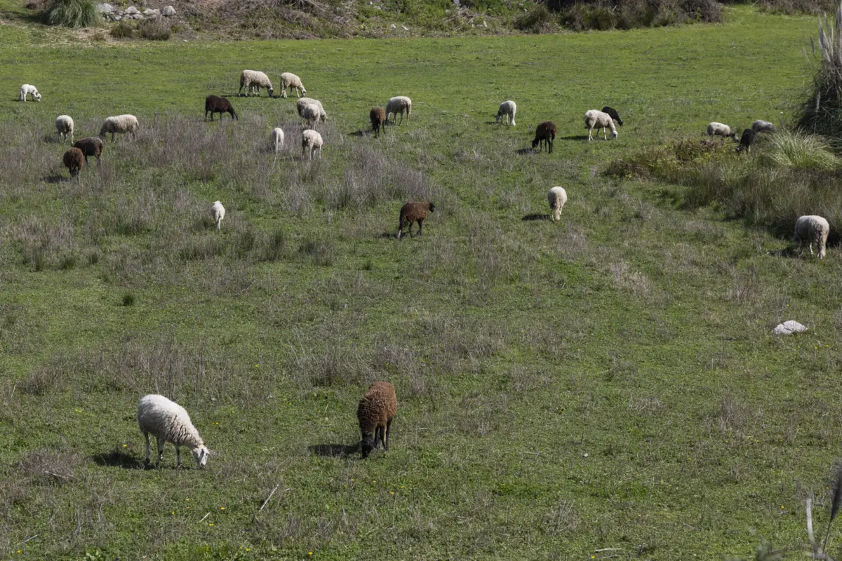 Imagem de contexto do artigo "Para que possam renascer." Produtores de ovelhas e cabras podem receber apoio financeiro em Mação