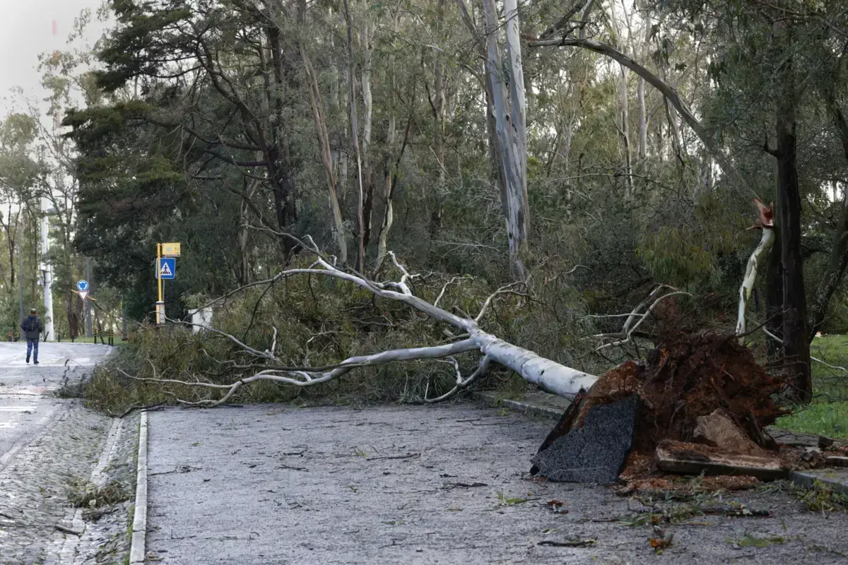 Imagem de contexto do artigo Fenómeno extremo de vento faz cair árvores e estruturas em Faro