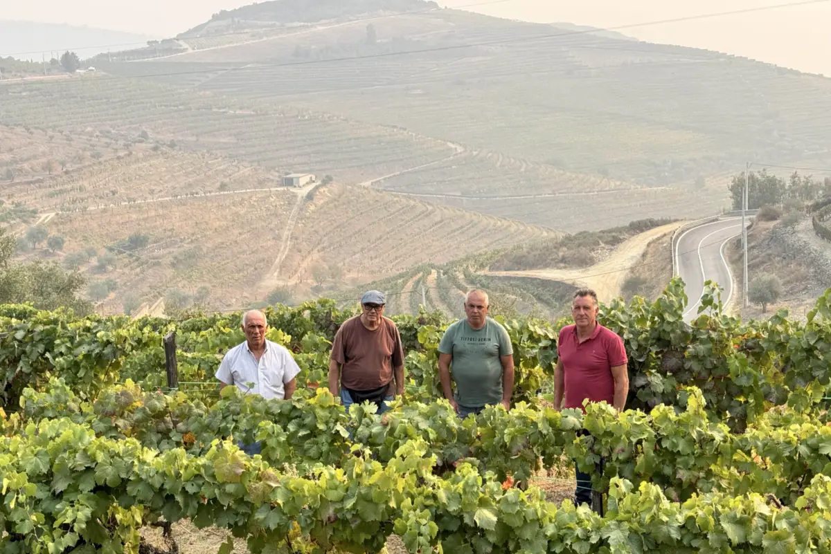 Imagem de contexto do artigo Uvas poderão ficar nas videiras devido à falta de compradores