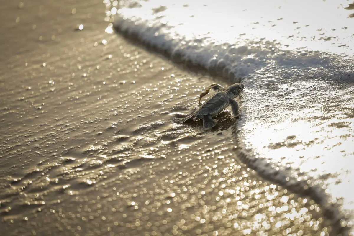 Nas tartarugas marinhas, a temperatura determina o sexo biológico das crias