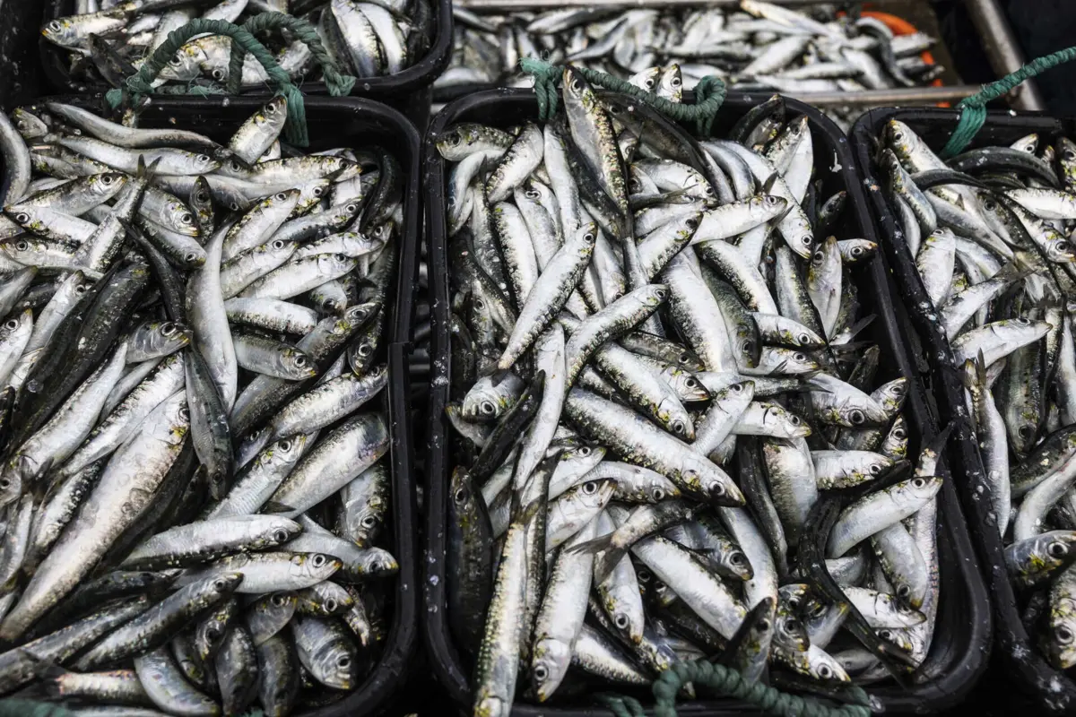 Imagem de contexto do artigo Pesca da sardinha termina esta quarta-feira e só regressa em 2026