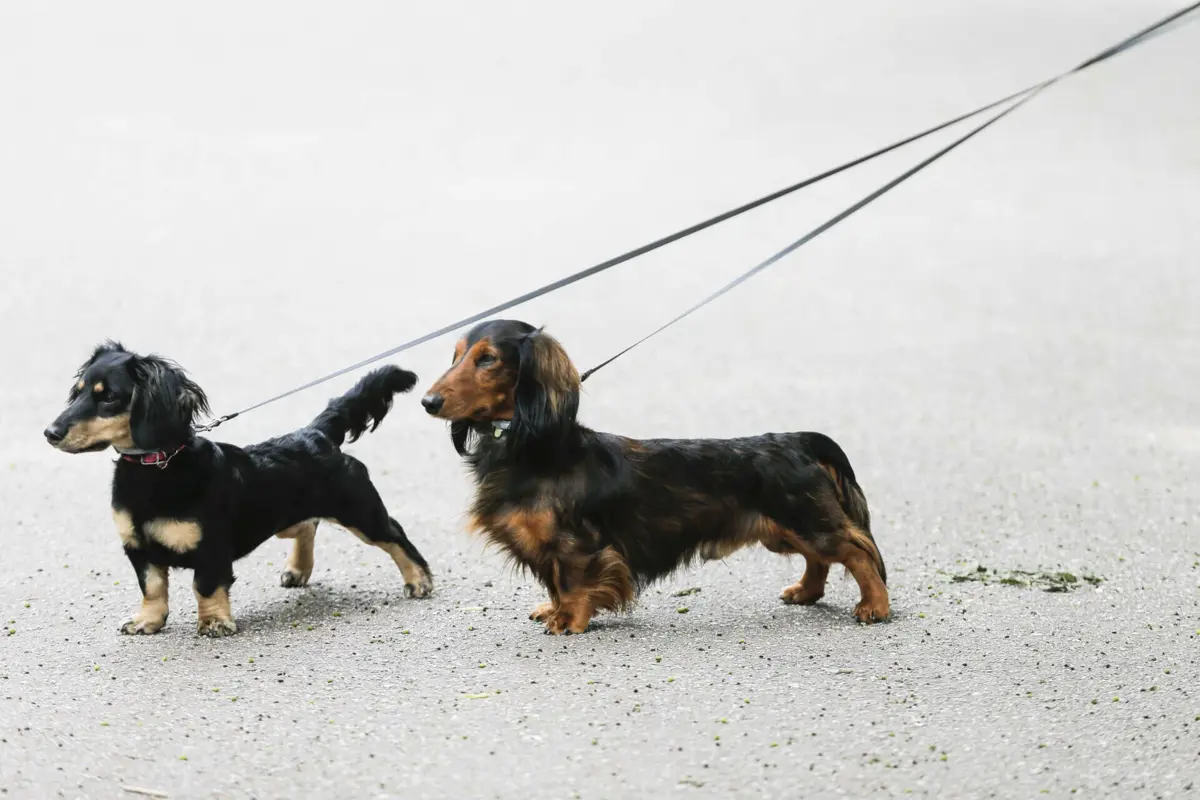 Imagem de contexto do artigo Lisboa.Pet, o primeiro portal dedicado aos animais da capital