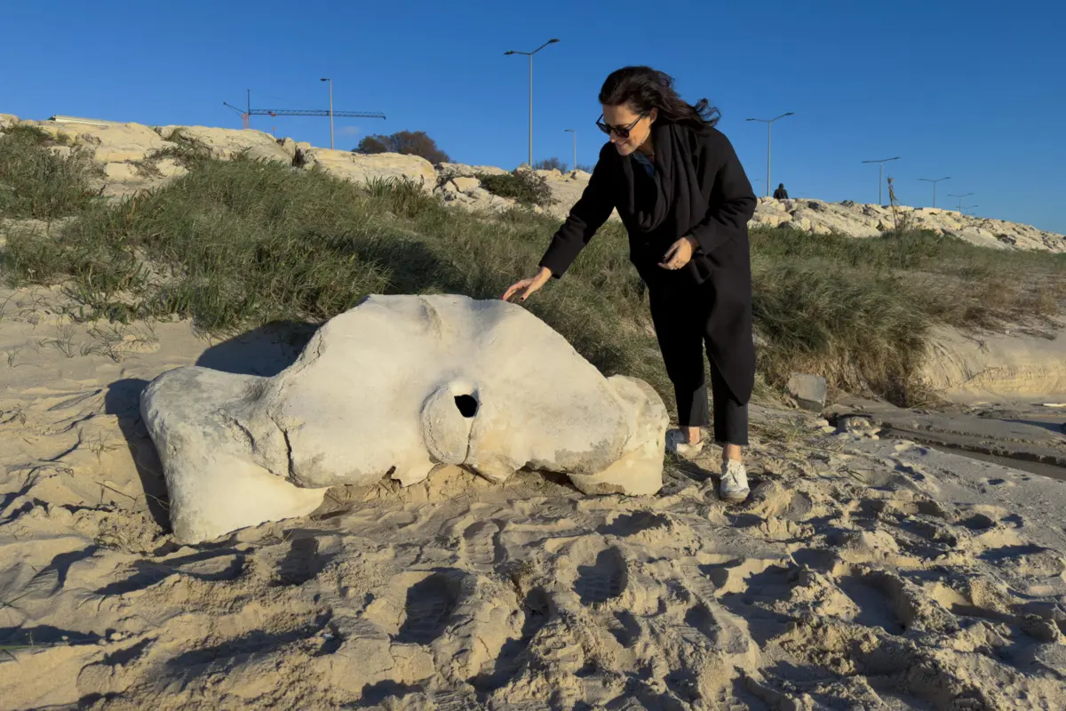 Imagem de contexto do artigo Figueira da Foz. Osso de baleia com milhares de anos removido da praia para museu
