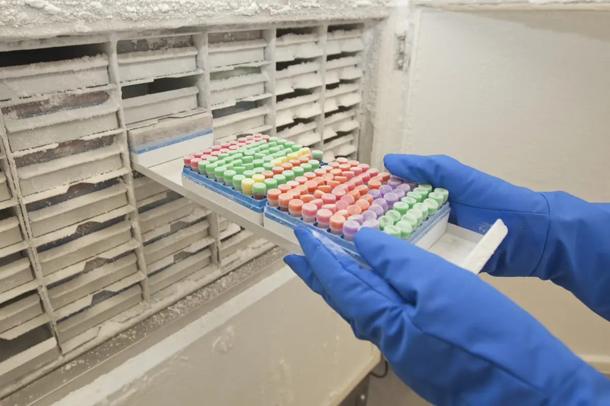 A Organização Mundial de Saúde observa que o número destes surtos em África aumentou mais de 60% na última década