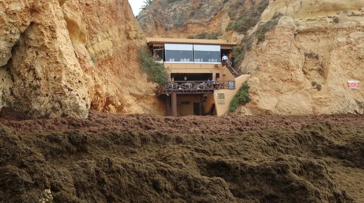 Imagem de contexto do artigo Alga invasora "alastra de forma preocupante" em Portugal. Governo aprova estratégia, Algarve fez trabalho de casa