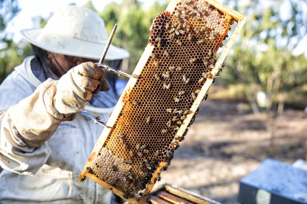 Existem, neste momento, 12 mil apicultores em Portugal