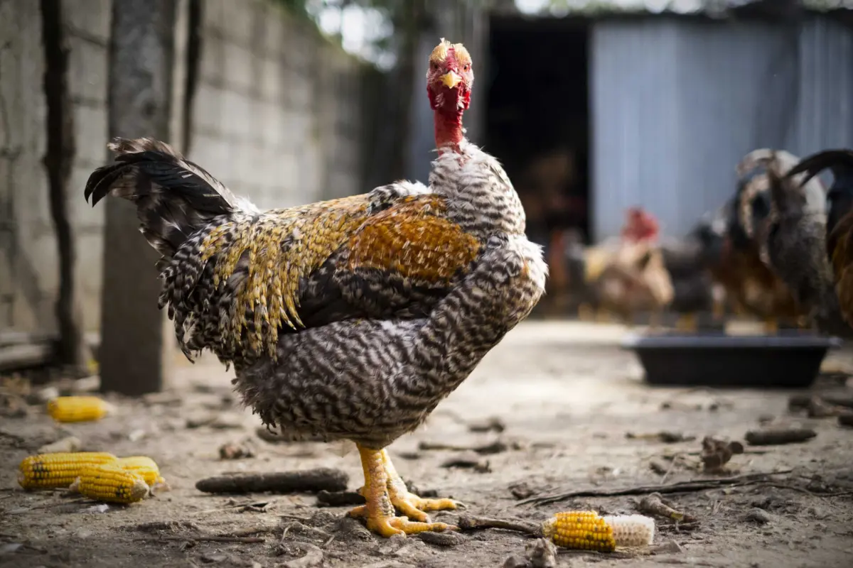 Imagem de contexto do artigo Gripe das aves confirmada em Benavente, Cascais e Aveiro