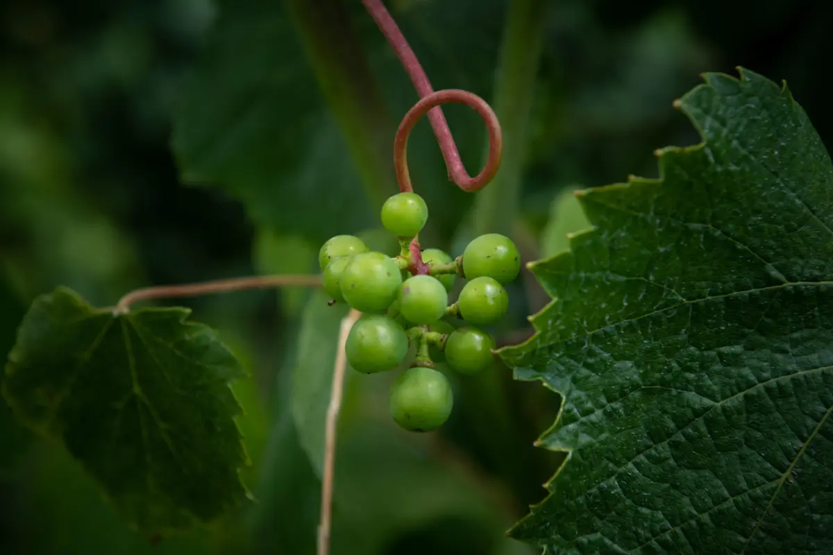 Imagem de contexto do artigo Produção de vinho algarvio espera crescer mais de 5%