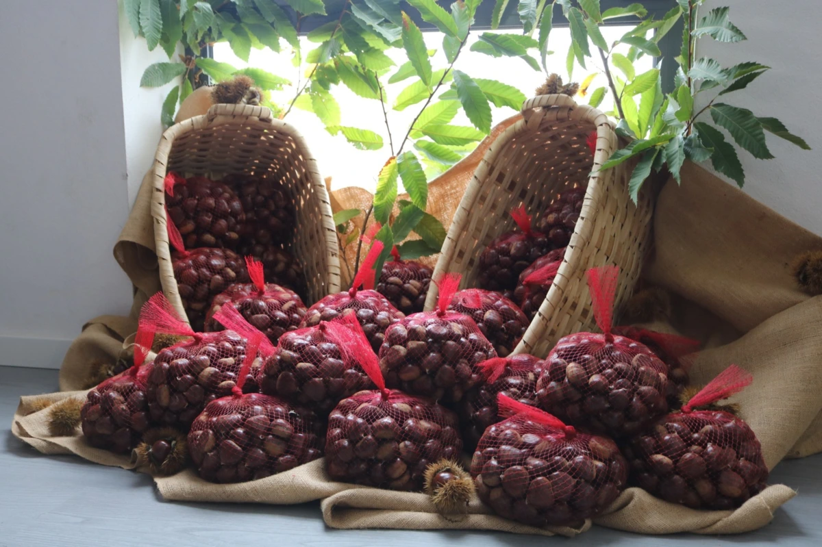 A Castinha é considerada "o motor da economia agrícola" na região e é apelidada de 'ouro de Trás-os-Montes'