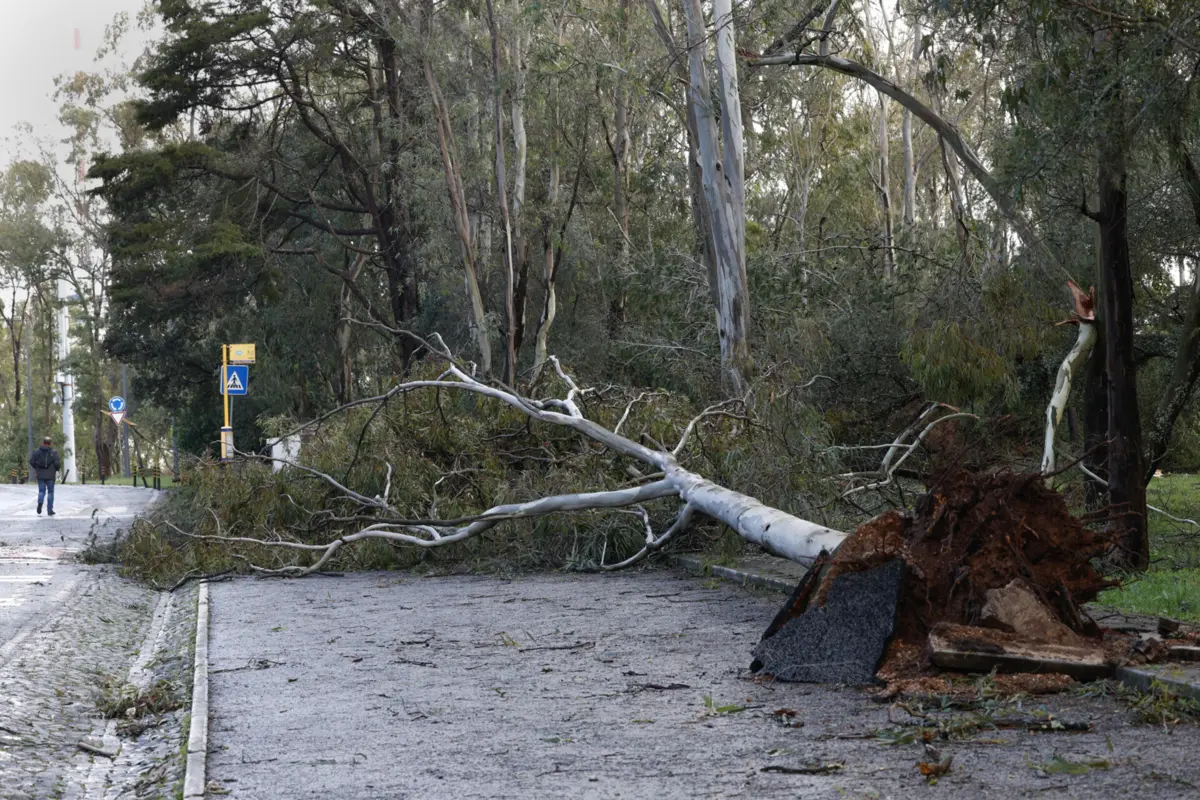 Imagem de contexto do artigo Inundações e quedas de árvores. Depressão Martinho provoca 5800 ocorrências e deixa 15 pessoas desalojadas
