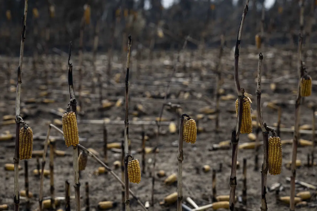 Imagem de contexto do artigo Fragmentação da propriedade rústica impede prevenção de fogos: Portugal com 110 mil hectares de floresta queimada em 2024