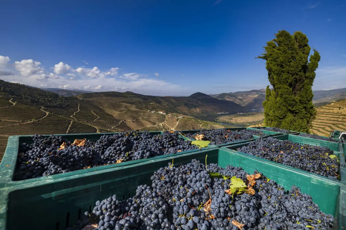 No Douro também há quem entenda que as ajudas às novas plantações já deviam ter parado