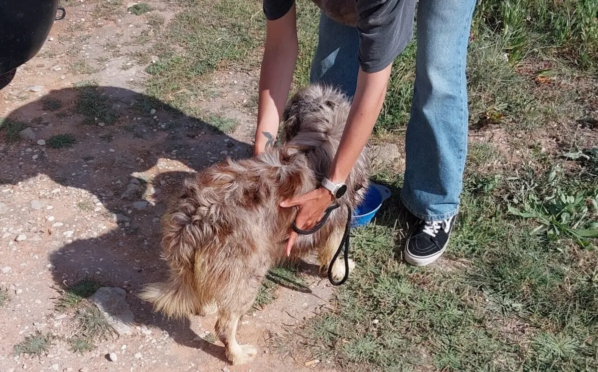 O cão que foi resgatado pela Autoridade Marítima Nacional