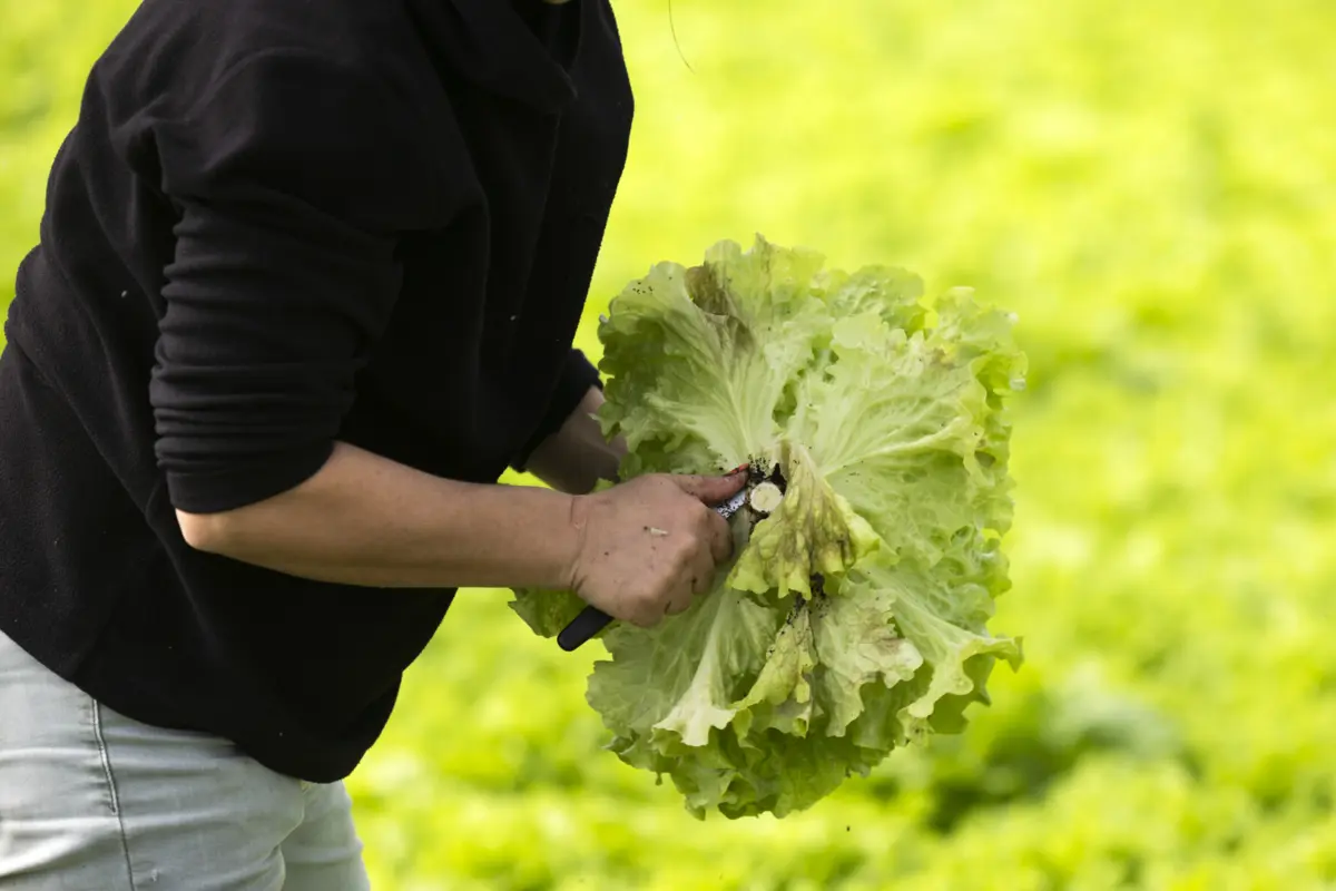 Imagem de contexto do artigo Agricultura envolve mais de 30 mil estrangeiros, via verde teve 400 pedidos desde abril