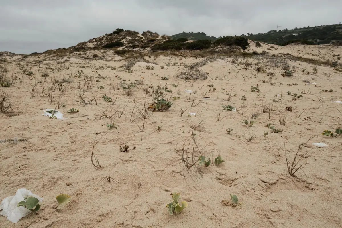 Imagem de contexto do artigo Retomadas buscas por jovem desaparecido na Nazaré