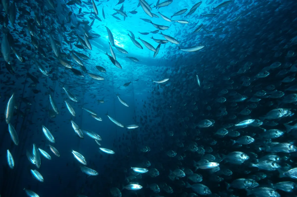 Imagem de contexto do artigo Peixes de aquacultura mudam comportamento conforme variáveis da água