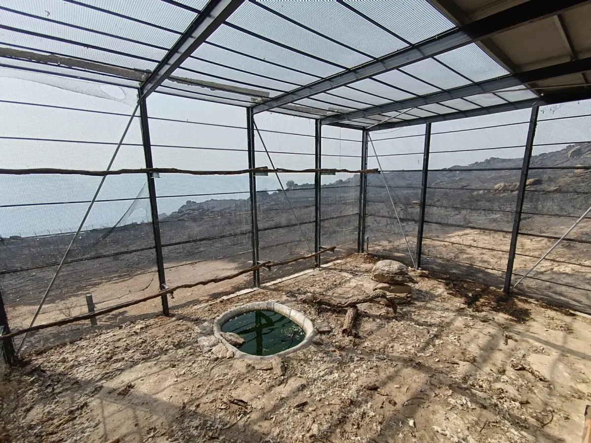 Imagem de contexto do artigo Incêndios destruíram metade dos ninhos de abutre-preto no Douro Internacional