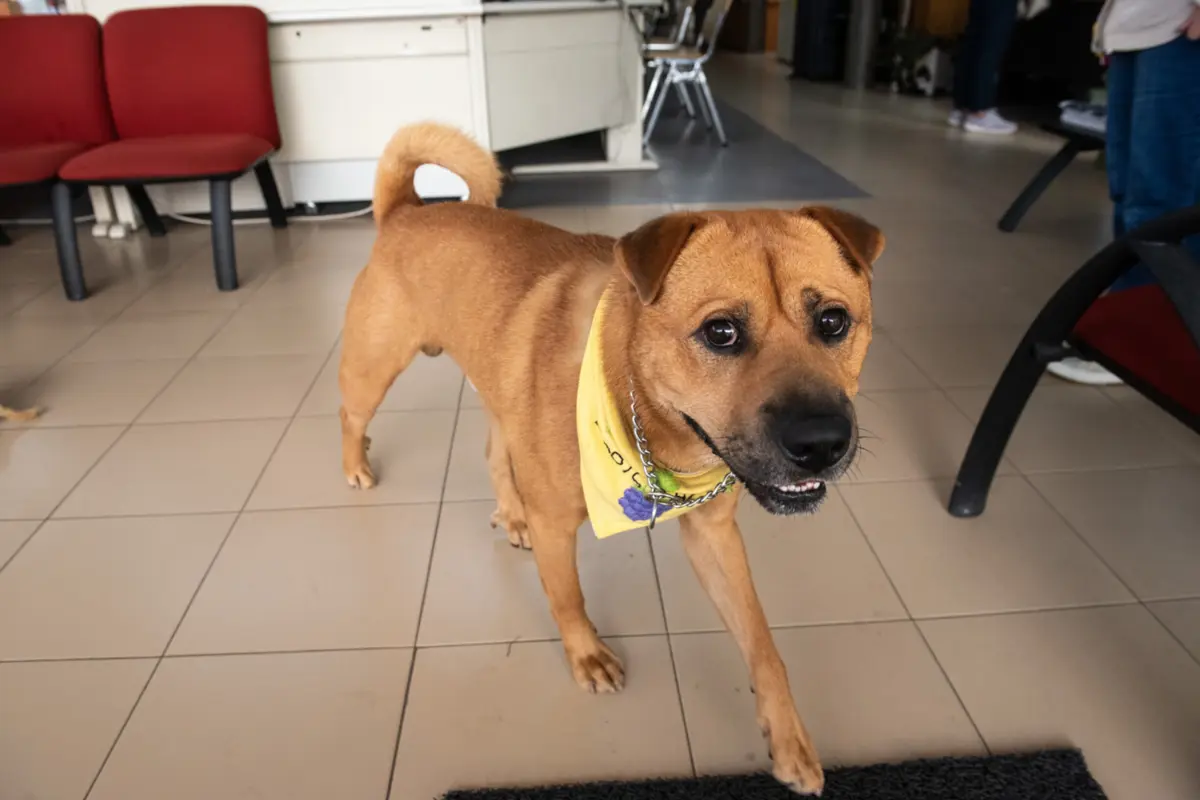 Imagem de contexto do artigo "Simulam situação de emergência." Nova burla por MB Way tem donos de animais perdidos como alvo