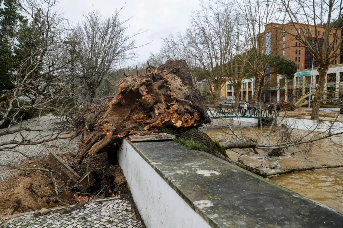 Imagem de contexto do artigo "Estamos desesperados." Câmara de Figueiró dos Vinhos pede estado de calamidade