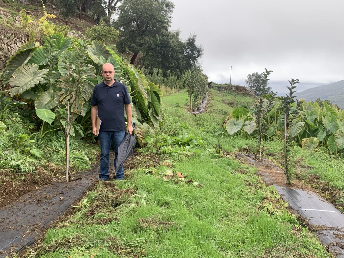 Imagem de contexto do artigo Para "lembrar velhos tempos", tradicional pêro de Monchique é recuperado e já dá os primeiros frutos