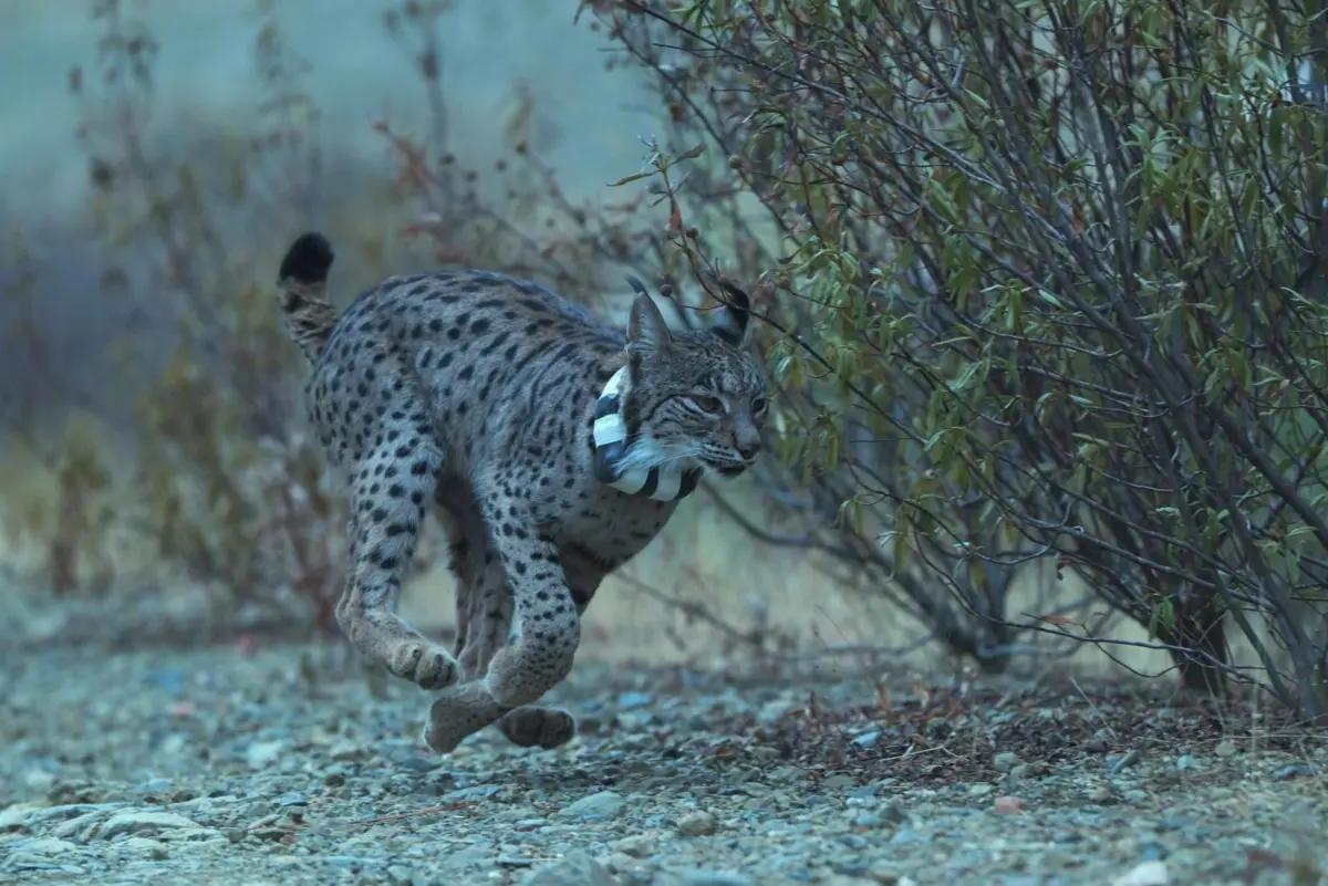 Um lince ibérico com uma coleira emissora