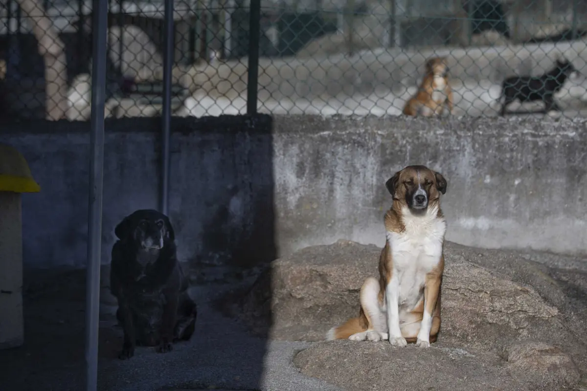 Imagem de contexto do artigo “Deixem os cães em paz.” Três milhões podem ser mortos em Marrocos até ao Mundial 2030