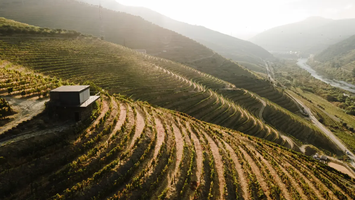 Imagem de contexto do artigo Casa da Vinha no topo da Quinta da Vacaria com produção de vinho e azeite