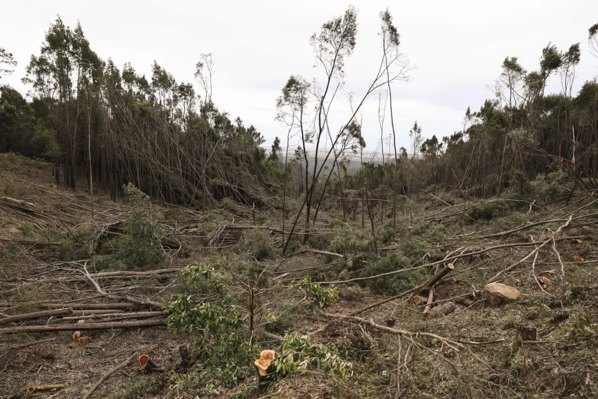 Imagem de contexto do artigo Depressão Martinho provocou queda de 98 mil árvores em zonas da serra de Sintra