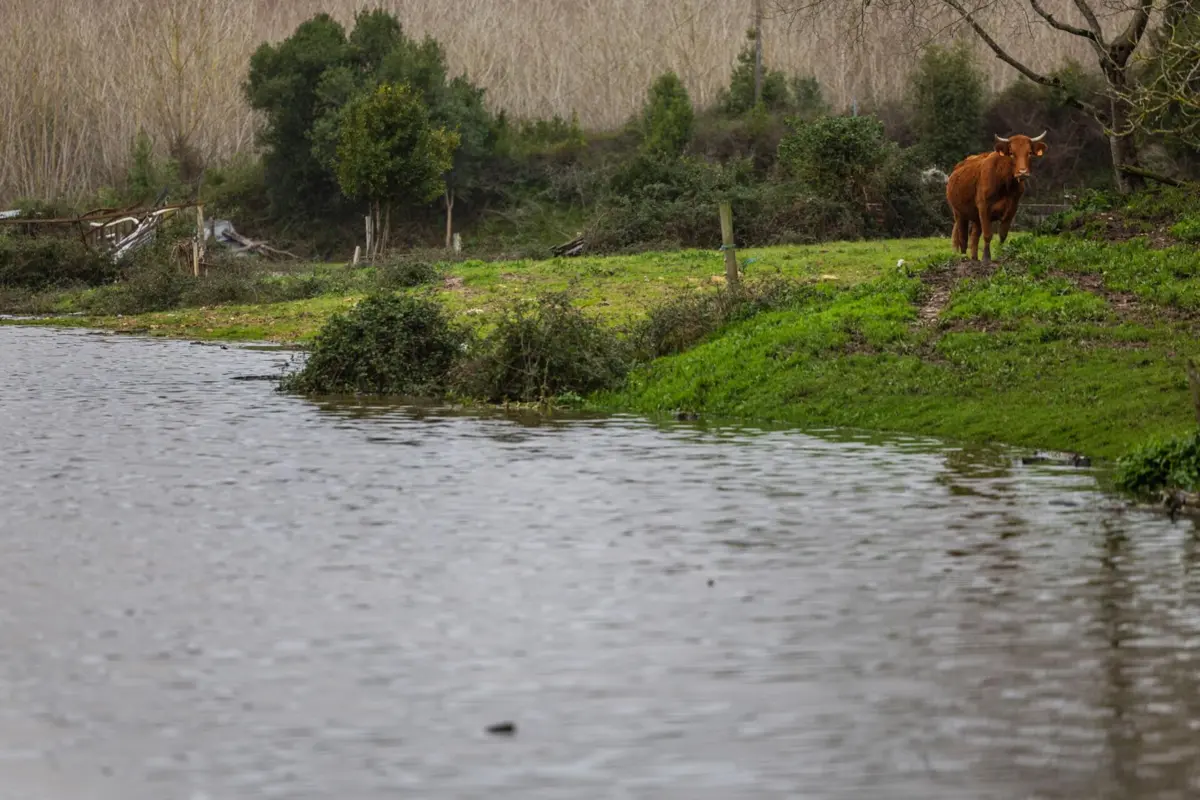 Imagem de contexto do artigo "Perigo está na zona ribeirinha." Torres do Mondego em alerta máximo