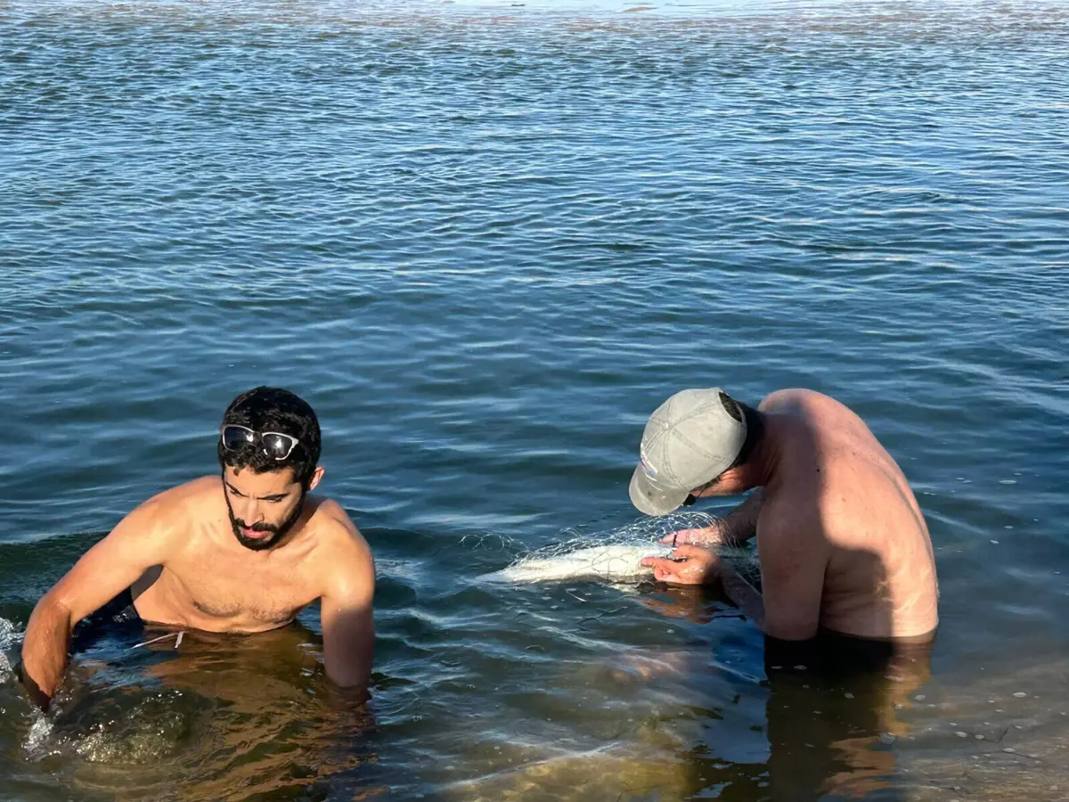 O momento em que o tubarão foi retirado da lagoa